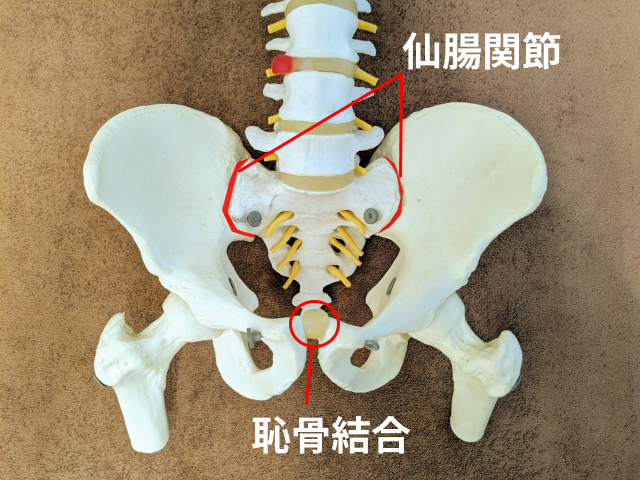 仙腸関節と恥骨結合のイメージ